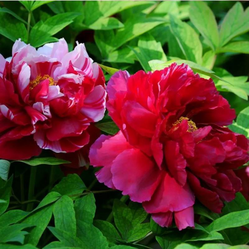 1681975448793806.jpg 640.jpg